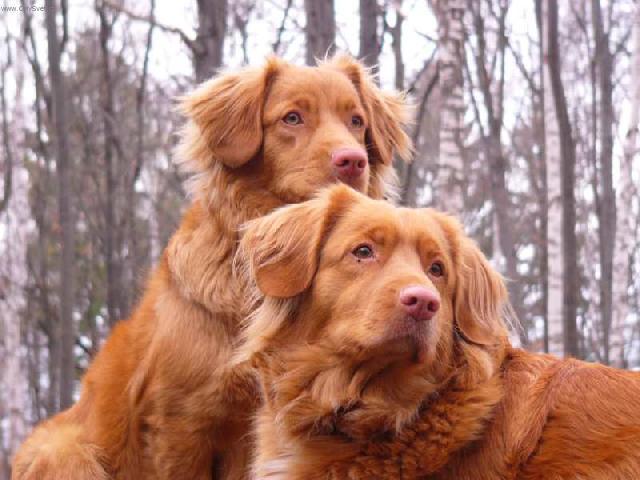 Foto: Novoskotsk� retr�vr-Nova Scotia Duck Tollilng Retriever annadurajova@email.cz)