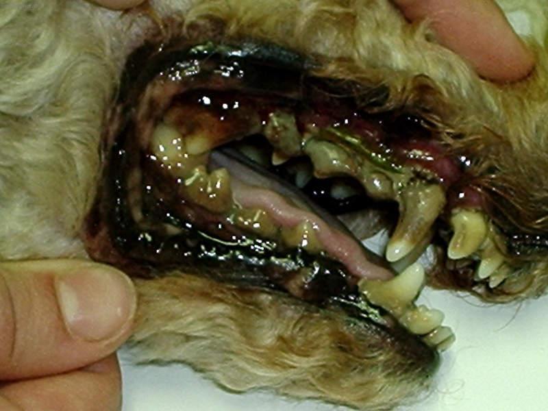 Fotky: Odstranění zubního kamene ultrazvukem (foto, obrazky)