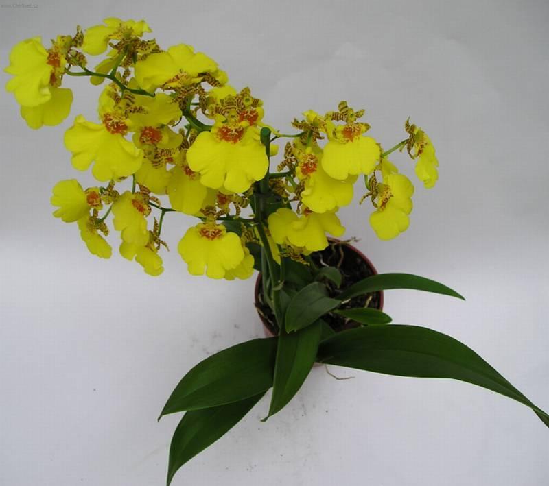 Fotky: Orchideje (foto, obrázky)