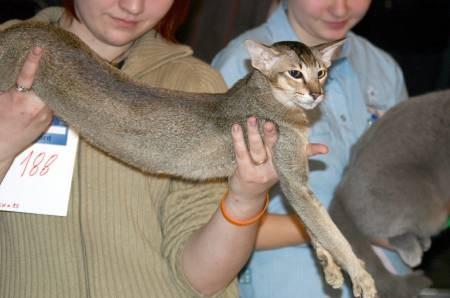 Fotky: Orientální kratkosrstá kočka (foto, obrazky)