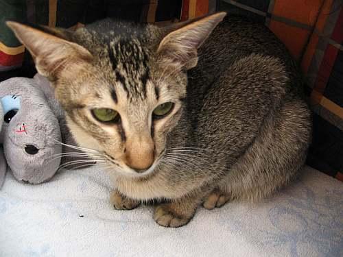 Foto: Orientální kratkosrstá kočka-CHS:  z Valimaru *Cz