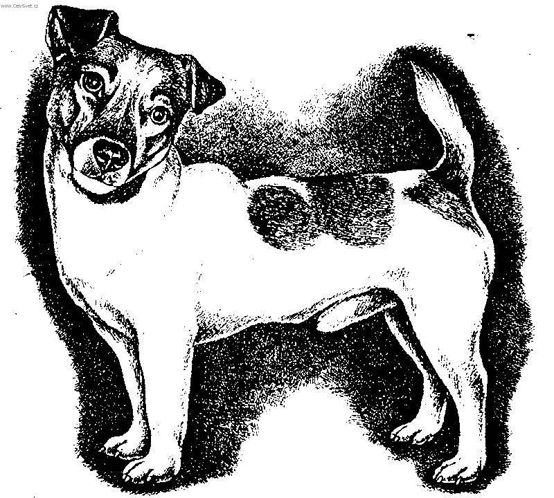 Foto: Parson Russel Teri�r-Kresba