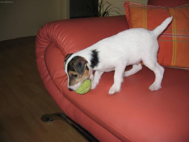 Foto: Parson Russel Teri�r-�t�n� 4 m�s�ce. Majitelka: Alice