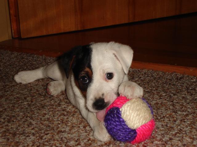 Fotky: Parson Russel Teri�r (foto, obrazky)