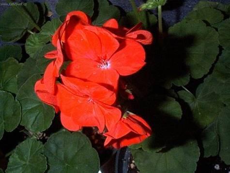 Fotky: Pelarg�nie (foto, obrazky)