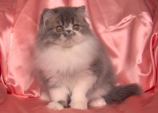 Fotky: Perská kočka (foto, obrázky)