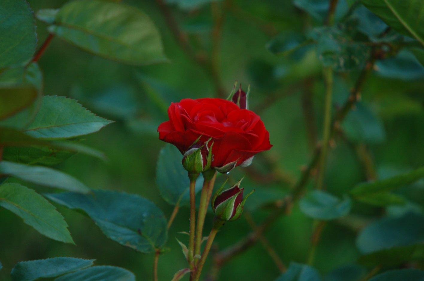 Fotky: Pěstování růží (foto, obrázky)