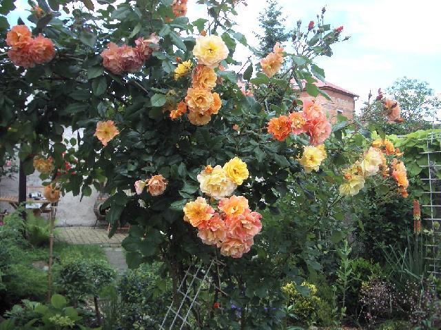 Foto: Pěstování růží-RŮŽE WESTERLAND. (Helena C.)