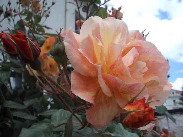 Fotky: Pěstování růží (foto, obrázky)