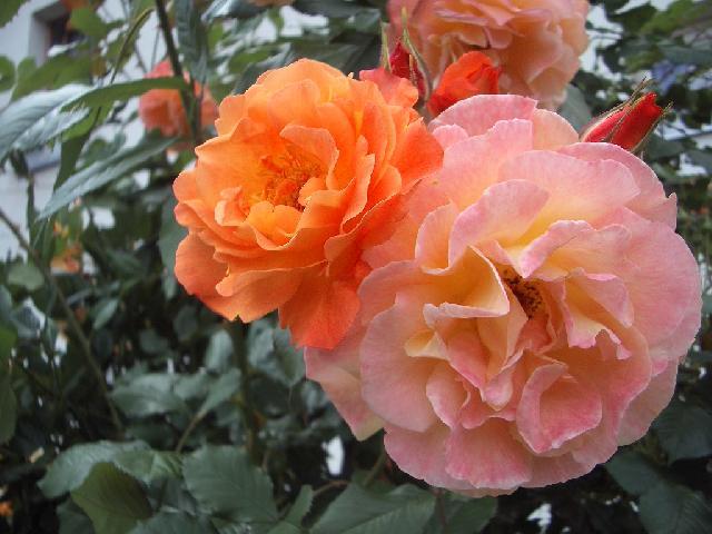 Fotky: P�stov�n� r��� (foto, obrazky)