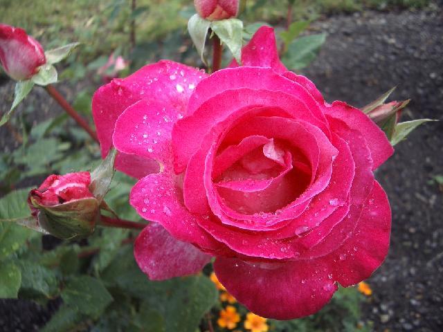 Foto: Pěstování růží-Růže. Pestitelka: Helena