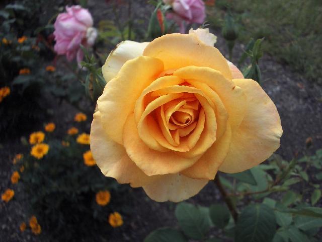 Foto: Pěstování růží-Růže. Pestitelka: Helena