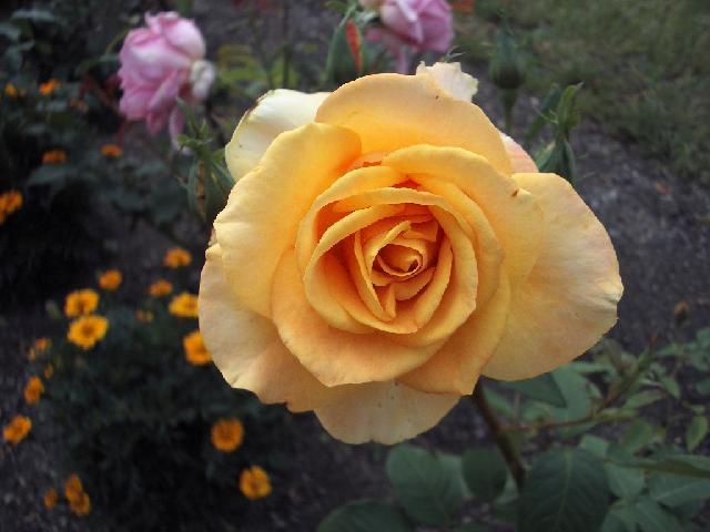 Fotky: P�stov�n� r��� (foto, obrazky)