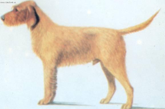 Foto: Plav� breta�sk� hrubosrst� honi�-Obr�zek dle standardu FCI