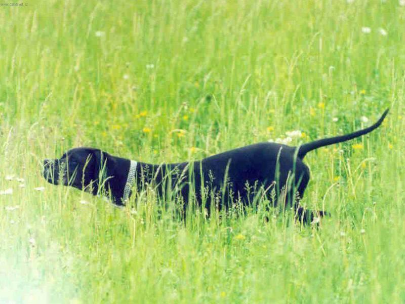 Foto: Pointr-Pes Black z Me�insk� h�jovny. Majitel: Zden�k Popilka. Chovatel: Ji�� Dr�bek