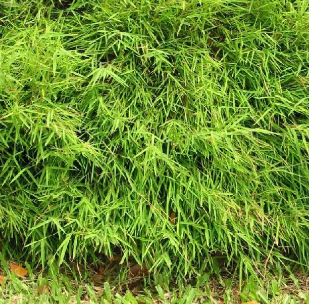 Foto: Pokojov� bambus