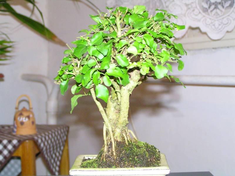 Fotky: Pta�� zob, st�lezelen� ke� (foto, obrazky)