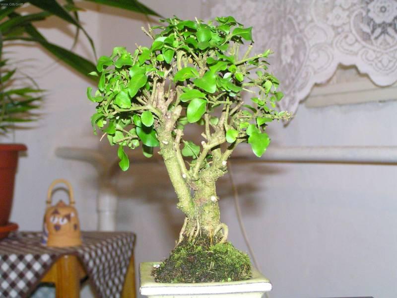 Fotky: Pta�� zob, st�lezelen� ke� (foto, obrazky)