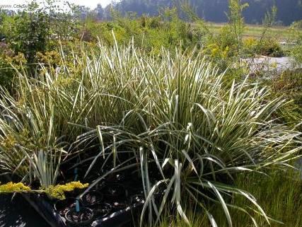 Fotky: Pu�kvorec (foto, obrazky)