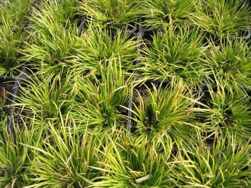 Fotky: Pu�kvorec (foto, obrazky)