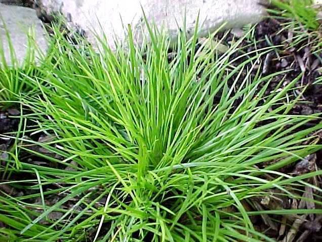 Fotky: Pu�kvorec (foto, obrazky)