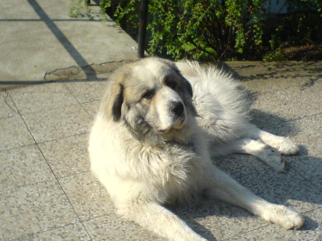Foto: Pyrenejsk� horsk� pes-Edgar. Majitel: Kyky777. CHS: Almach