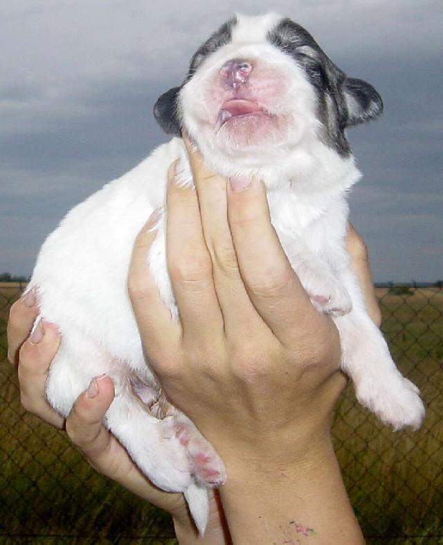 Fotky: Pyrenejsk� horsk� pes (foto, obrazky)