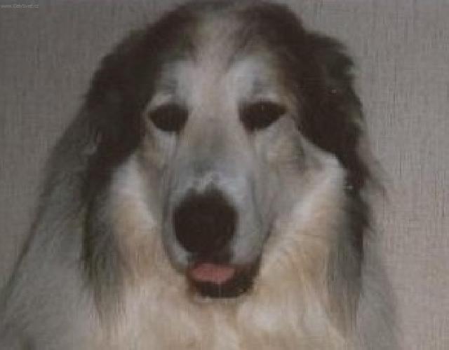 Foto: Pyrenejsk� horsk� pes-Cyro Mountain Almanach. MAjitelka: So�a F�rstencellerov�