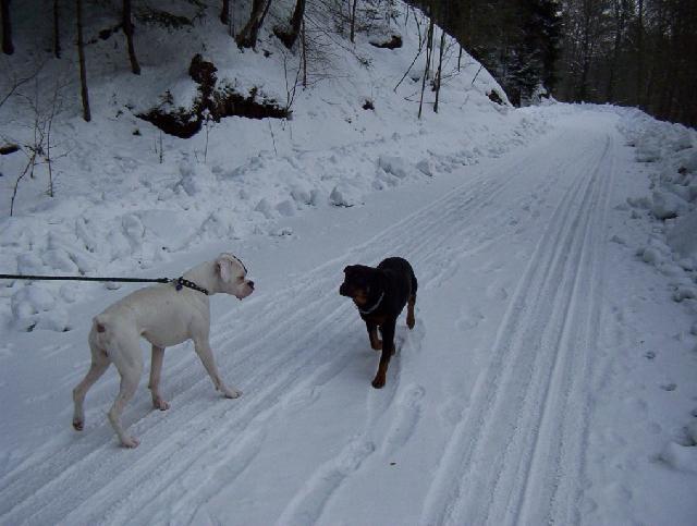 Foto: Rotvajler-Kora. Majitelak: Ka�enka