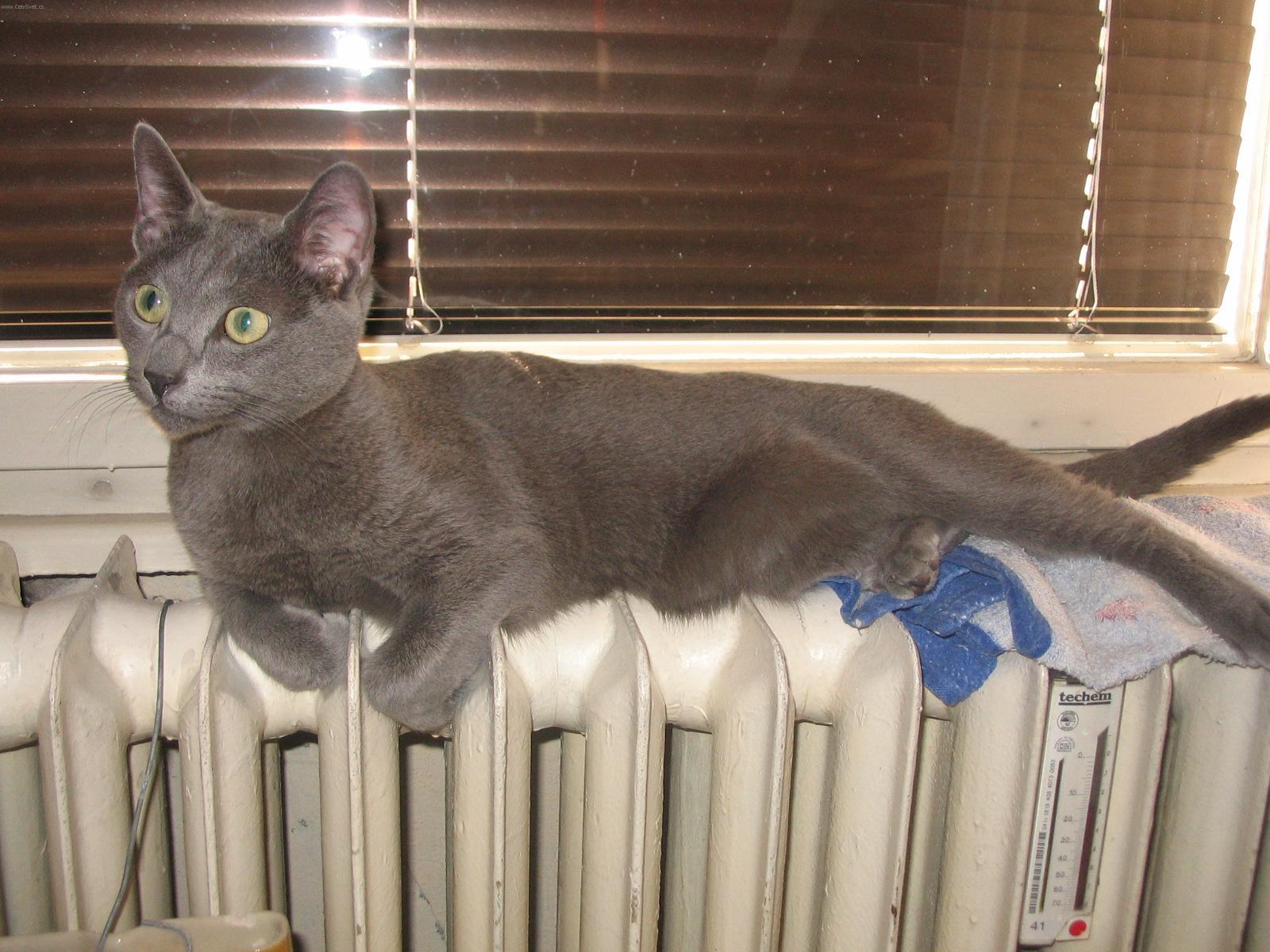Fotky: Ruská modrá kočka (foto, obrázky)