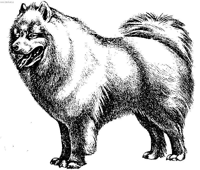 Foto: Samojed-Kresba