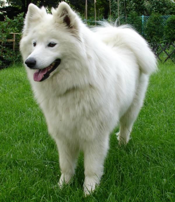 Fotky: Samojed (foto, obrázky)