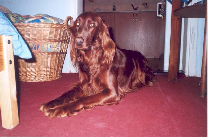 Foto: Set�i-Irsk� setr. Majitelka: Barbora Jiravov�