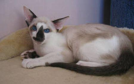Foto: Seychelská kočka-CHS: z Valimaru *Cz