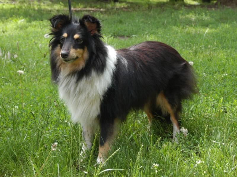 Foto: Sheltie-Chovatelka: Petra