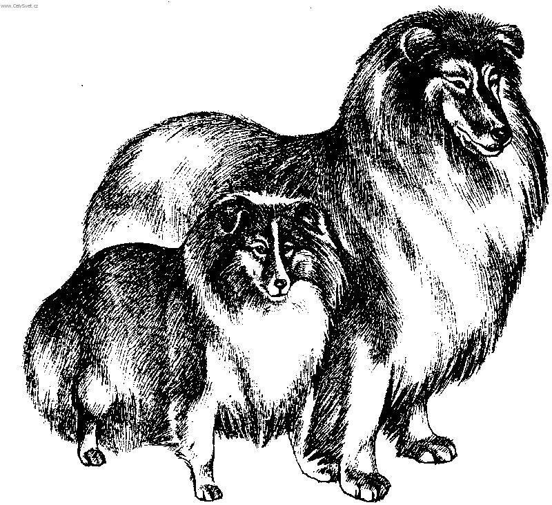 Foto: Sheltie-Kresba: porovn�n� Kolii a Sheltii