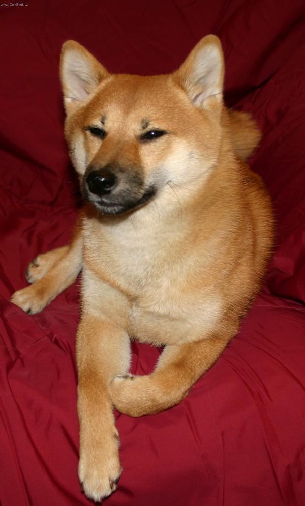 Foto: Shiba