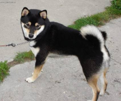 Foto: Shiba-Chovatele: man�el� Ji�� a ��rka Dubj�kovi