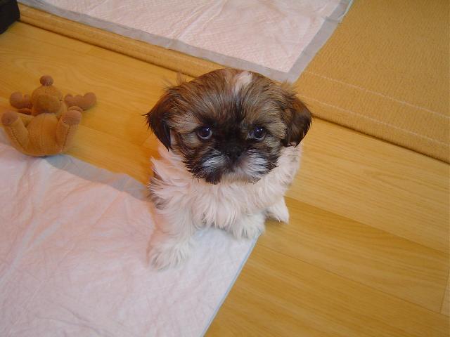 Foto: �i-tzu-Moje Besinka, teprv j� je m�s�c a pul. Majitel: pavelka.klarik@seznam.cz