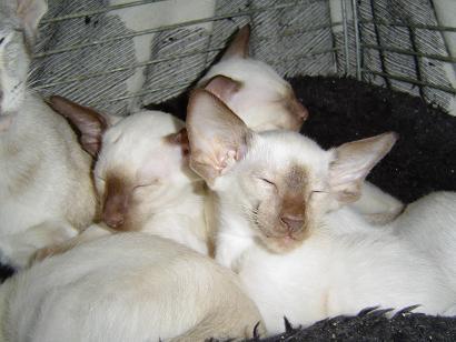 Fotky: Siamsk� ko�ka (foto, obrazky)