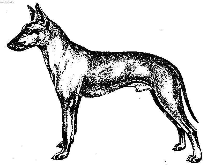 Foto: Sicilisk� chrt-Kresba