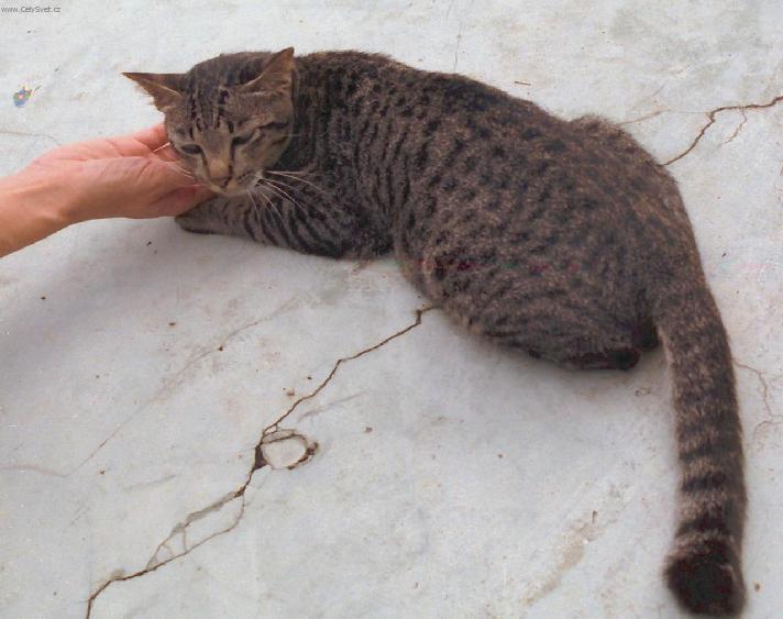 Fotky: Singapurská kočka (foto, obrazky)