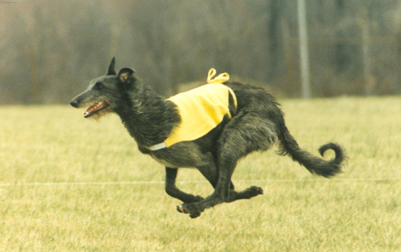 Fotky: Skotsk jelen pes (foto, obrazky)
