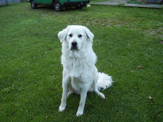 Fotky: Slovensk� �uva� (foto, obrazky)