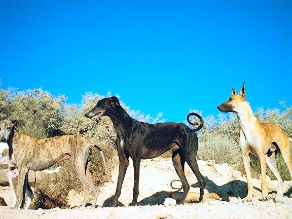 Španělský chrt (Spanish Greyhound / Galgo espańol)