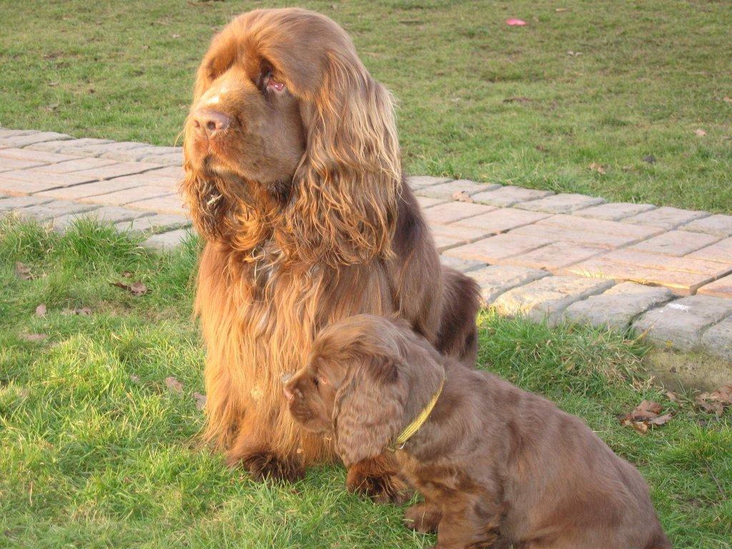 Foto: Sussex �pan�l-Barney (Sovaroma Sussex Spaniels)