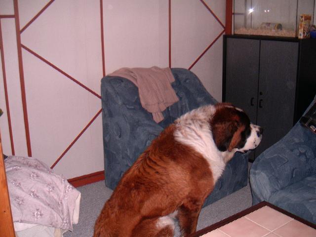 Foto: Svatobernarsk� pes-N� Bonif�cek. Majitelka: Vojtkov� Blanka (Tak tohle je n� Bernard�n a ��k�me mu Bonif�c. Je to ��asnej pes, uvedl se jako dob�e hl�daj�c� pes k domku. Dok�e vytu�it v lidech, kdo je zlej a kdo ne. Jinak je velice milej a p��telskej. Je to opravdu nejle