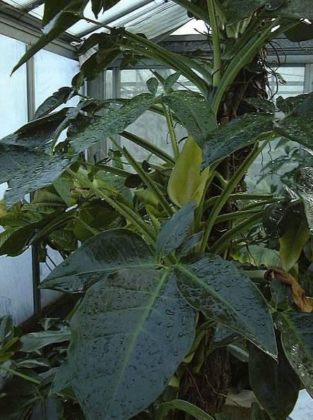 Fotky: Syng�nium (foto, obrazky)