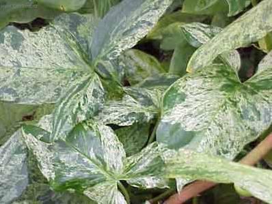 Fotky: Syng�nium (foto, obrazky)