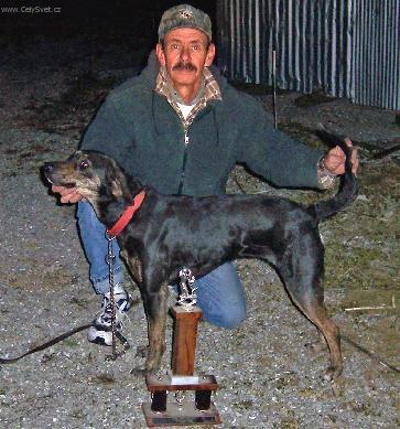 Foto: Treeing Tennessee Brindle-Lolly. Majitel: Frank Burton. Chovatel: Don Bonsett